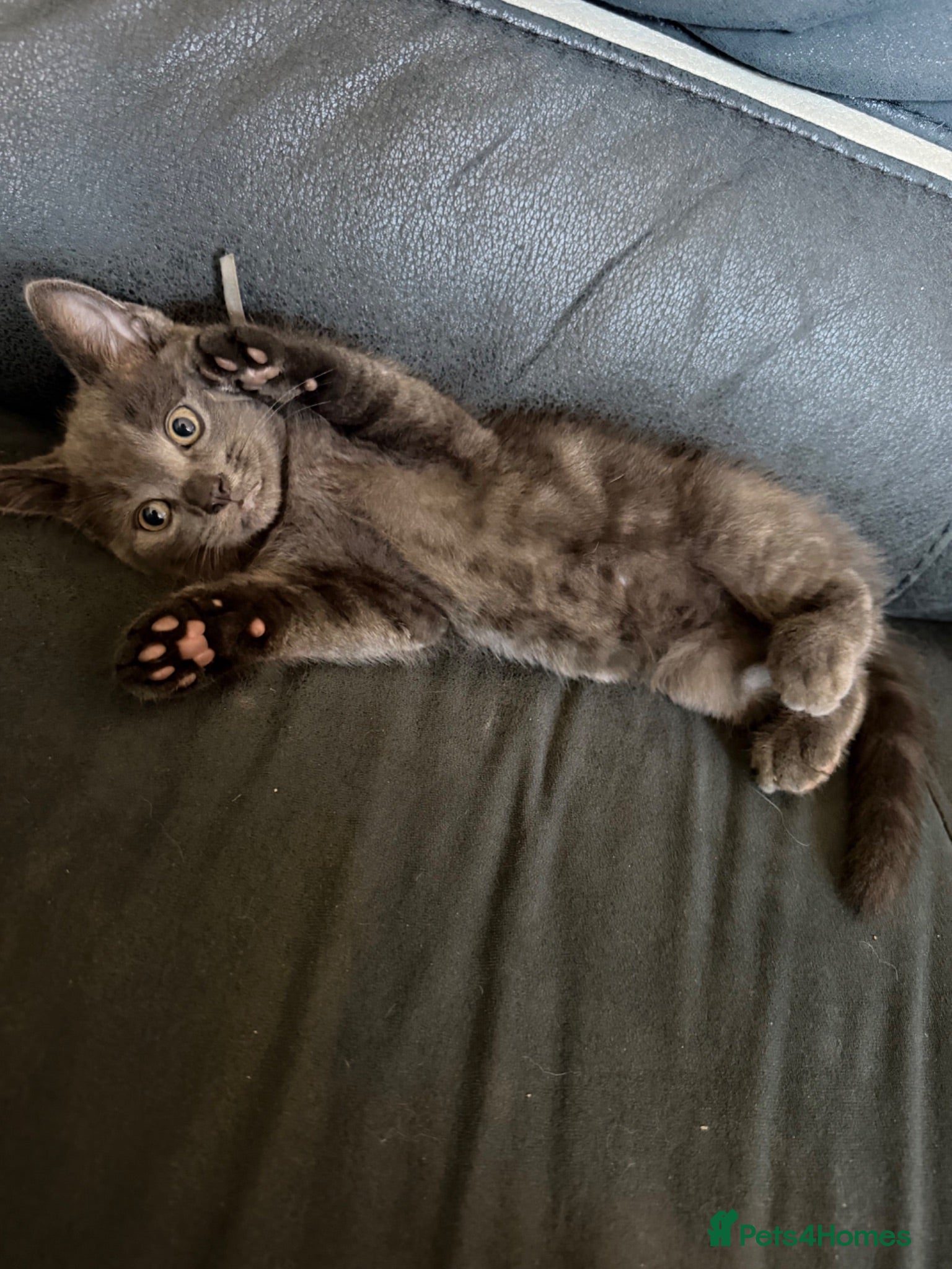 Mixed Breed cats 7 Gorgeous Kittens Ready for Their Forever Homes - Advert 16