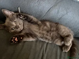 Mixed Breed cats 7 Gorgeous Kittens Ready for Their Forever Homes - Advert 1