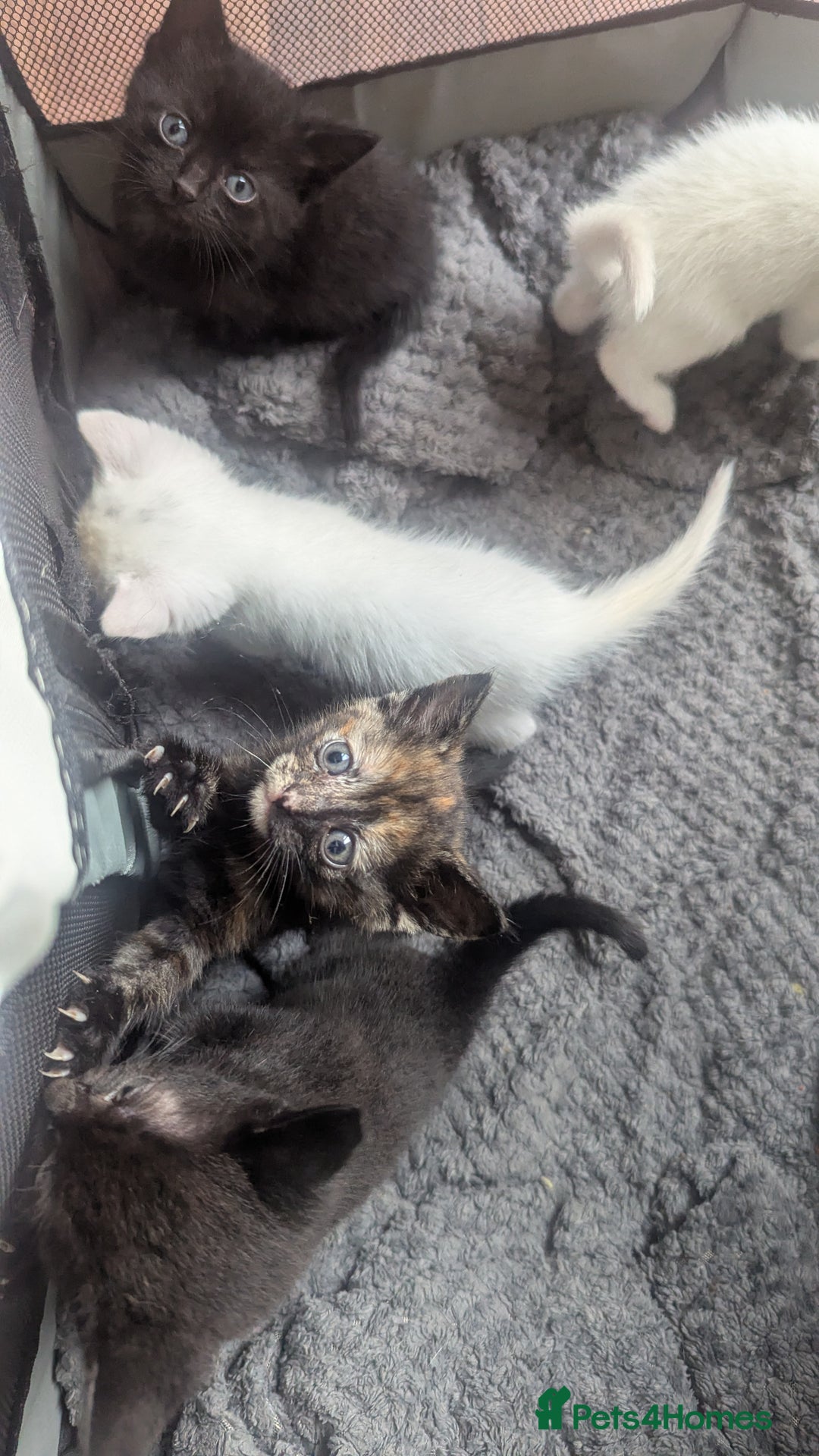 Mixed Breed cats for sale: Mixed coloured beautiful kittens 3 girls 3 boys  - Image 6