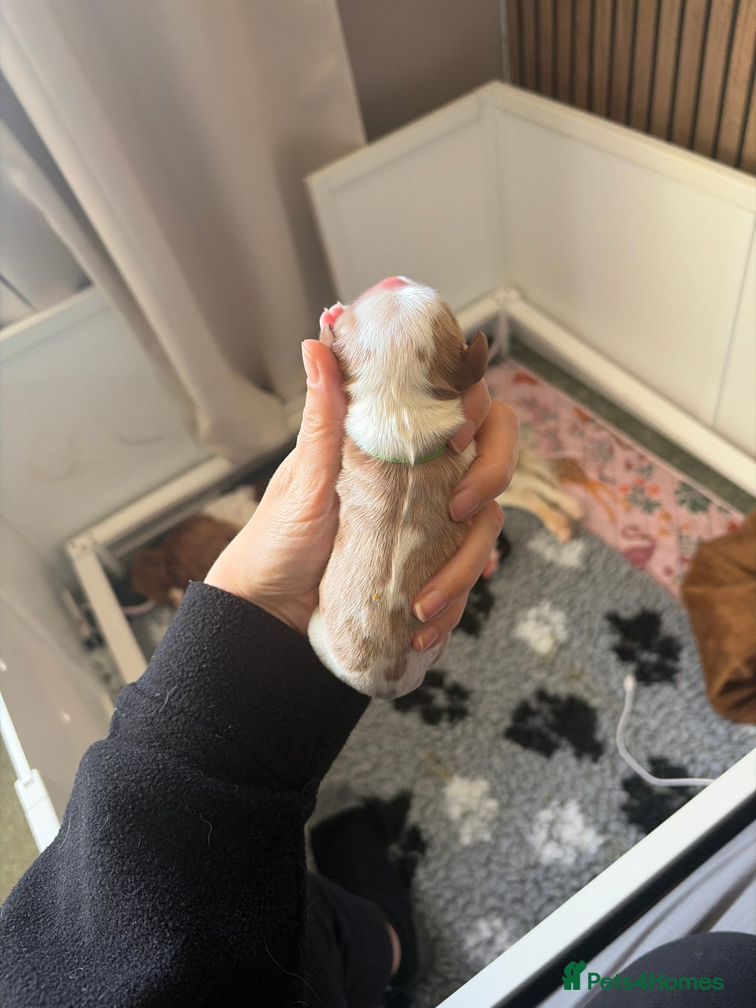 Cavalier King Charles Spaniel dogs for sale: Beautiful KC Registered Cavalier King Charles Pups - Advert 21