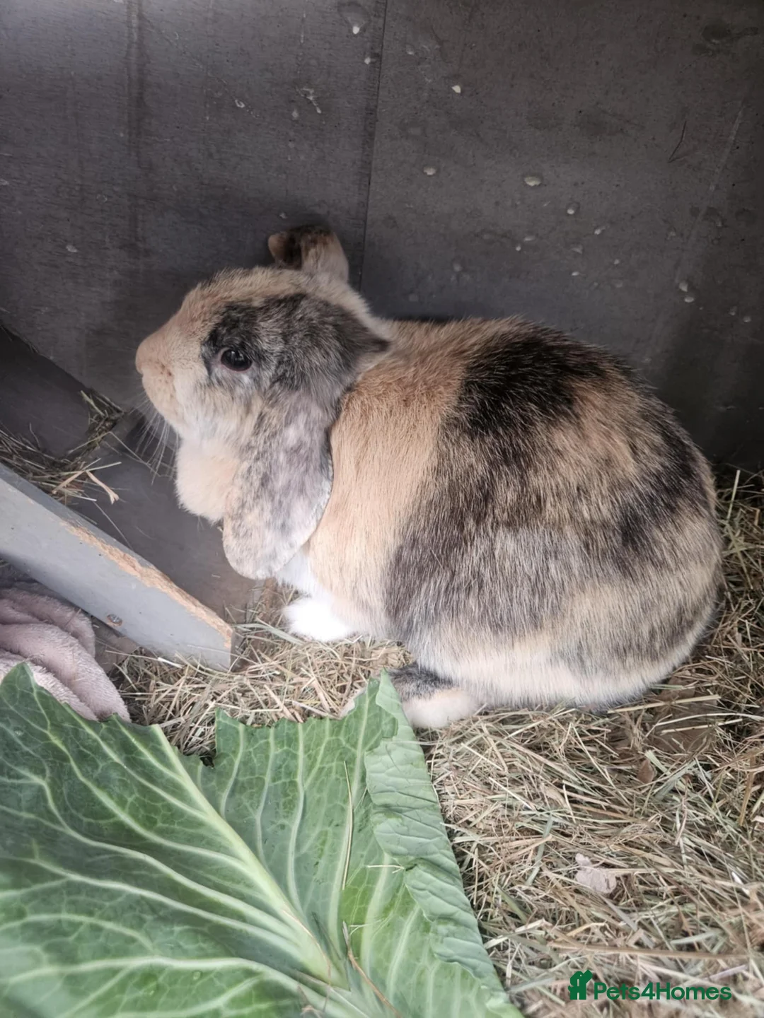 Harlequin rabbits for sale: Dolly- is looking for a new lovely home.  in Abingdon - Advert 1