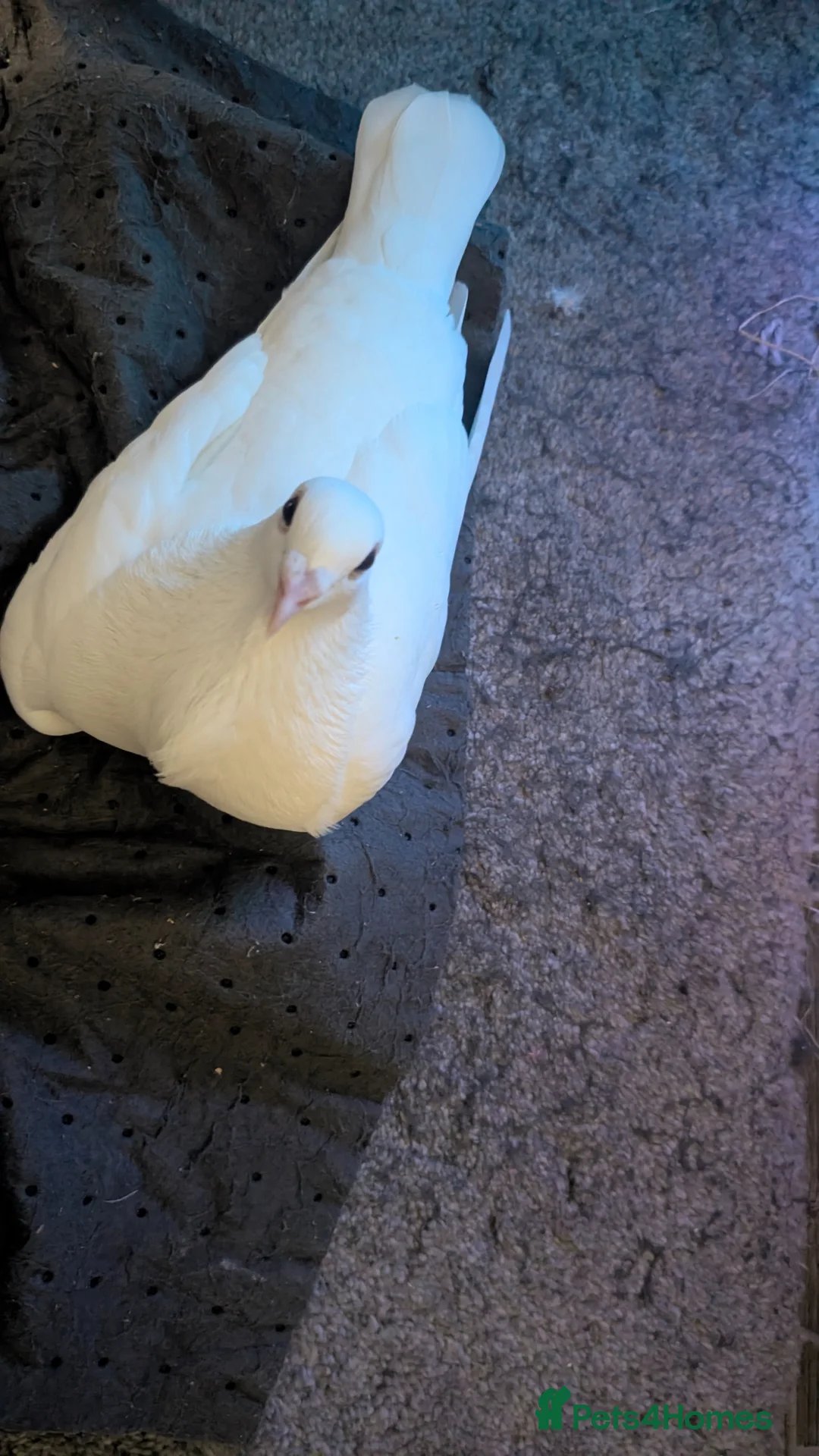 Pigeons birds for sale: White pigeon in Slough - Advert 3