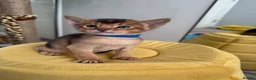 Abyssinian cats for sale: TICA reg one gorgeous Ruddy Aby boy left! - Advert 23