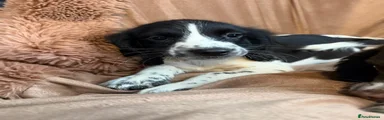 English Springer Spaniel 5
