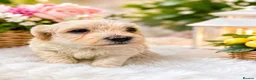 Maltipoo dogs for sale: Gorgeous maltipoo puppies  - Advert 2