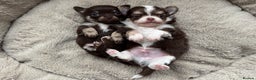 Chihuahua dogs for sale: READY 24th 🤎 Outstanding Chocolate Puppies 🧸🐻🤎 - Advert 1