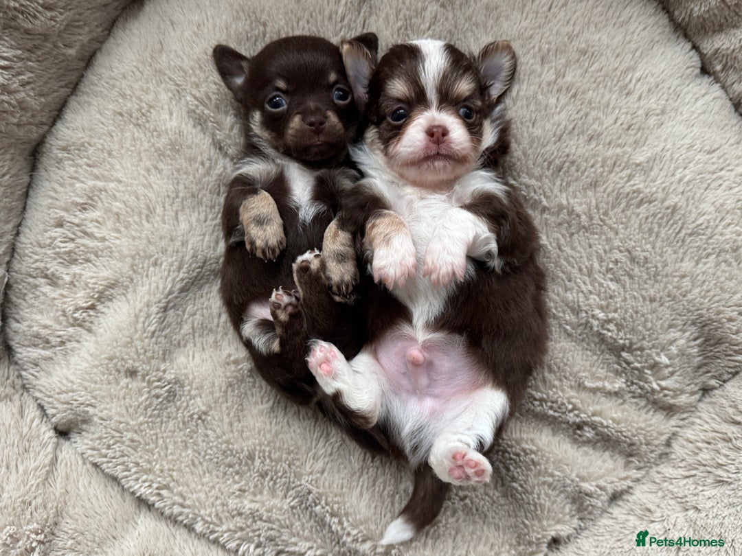 Chihuahua dogs for sale: READY 24th 🤎 Outstanding Chocolate Puppies 🧸🐻🤎 - Advert 1