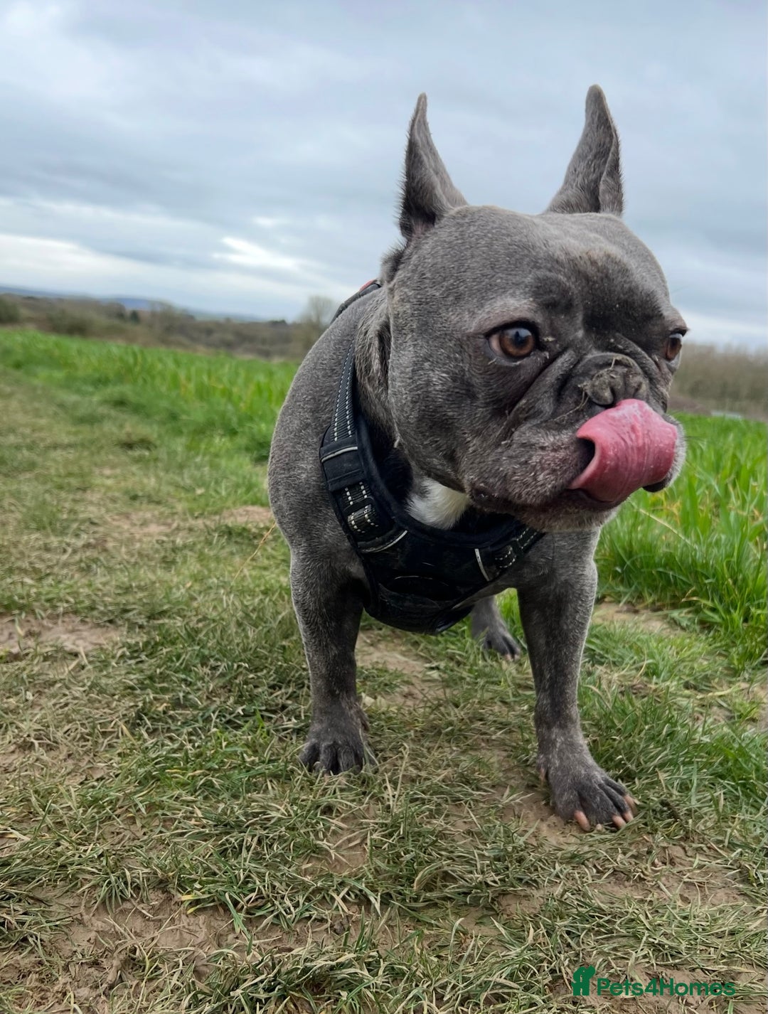 French Bulldog dogs for sale: Rehoming my gorgeous French Bulldog George - Advert 4