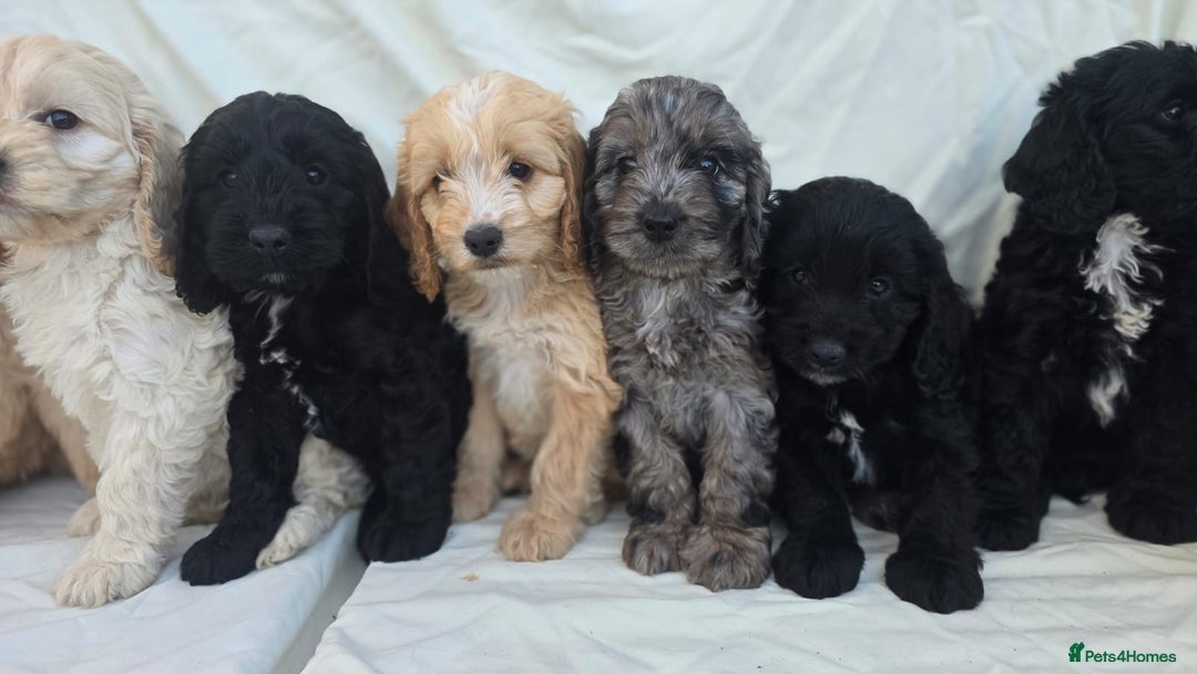 Cockapoo dogs for sale: Cockapoo - Image 6