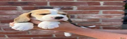 Beagle dogs for sale: BEAUTIFUL RKC PUPPIES FROM RENOWNED TOP BREEDER - Advert 10