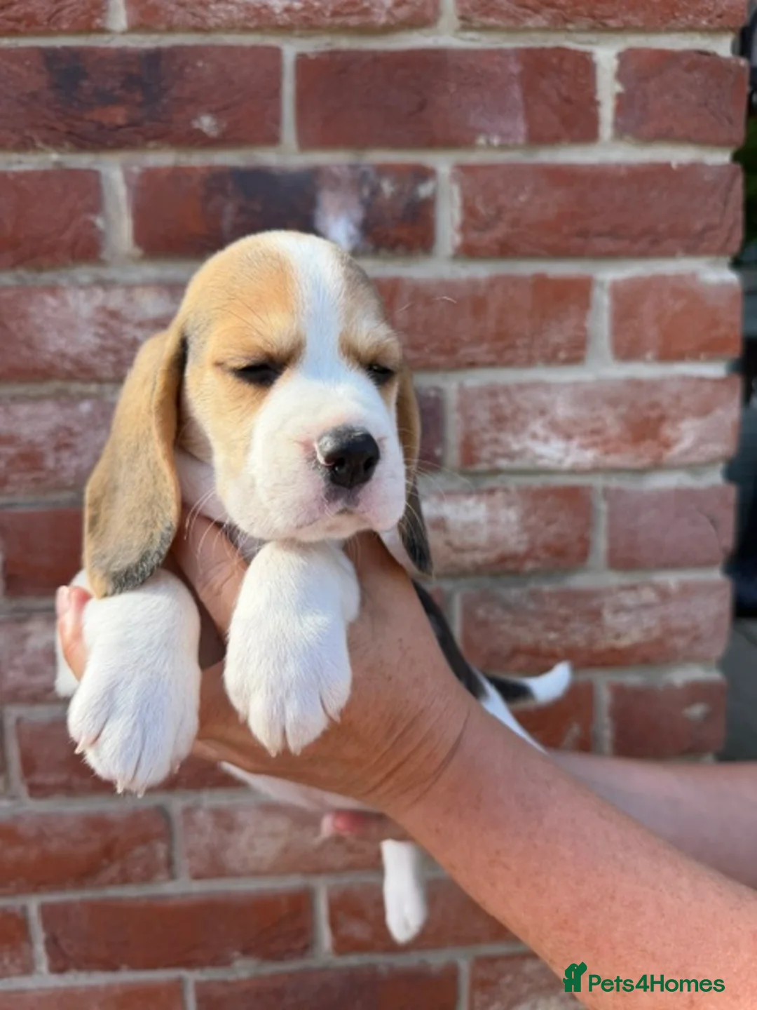 Beagle dogs for sale: BEAUTIFUL RKC PUPPIES FROM RENOWNED TOP BREEDER - Advert 10