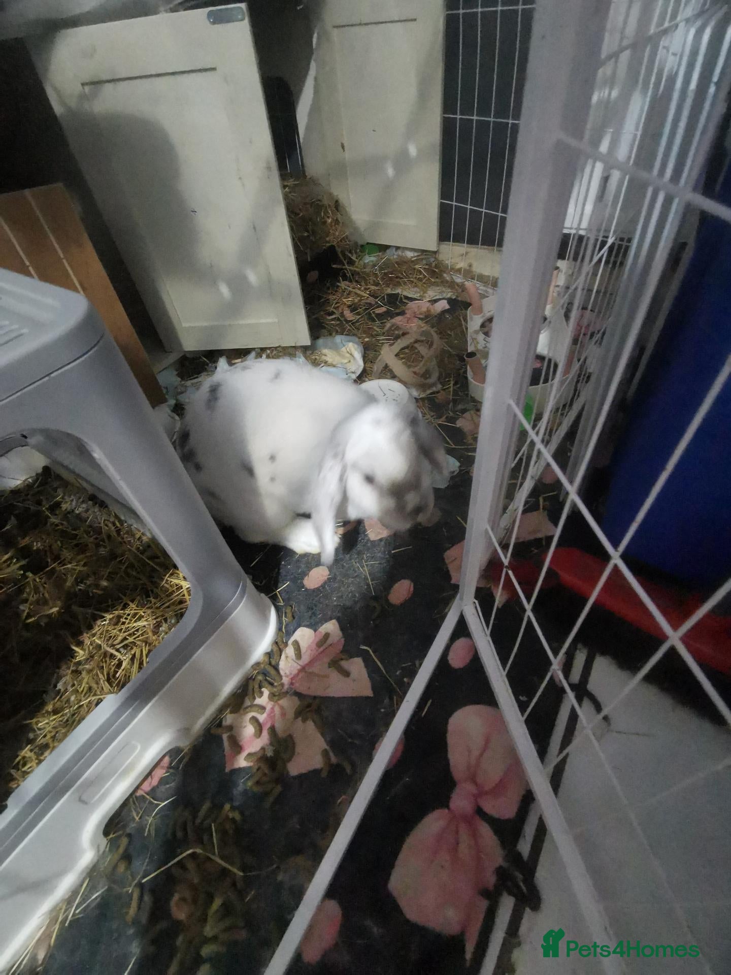 Mixed Breed rabbits Tinker bell  - Advert 1