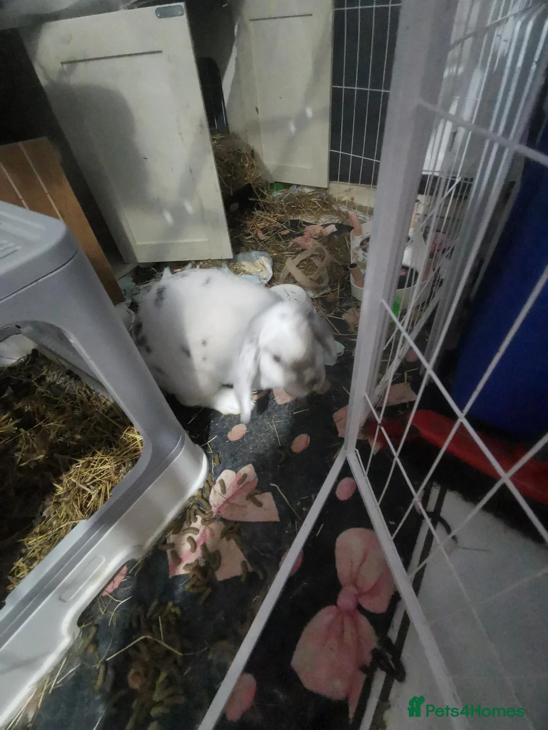 Mixed Breed rabbits for sale: Tinker bell  in Brighton - Advert 1