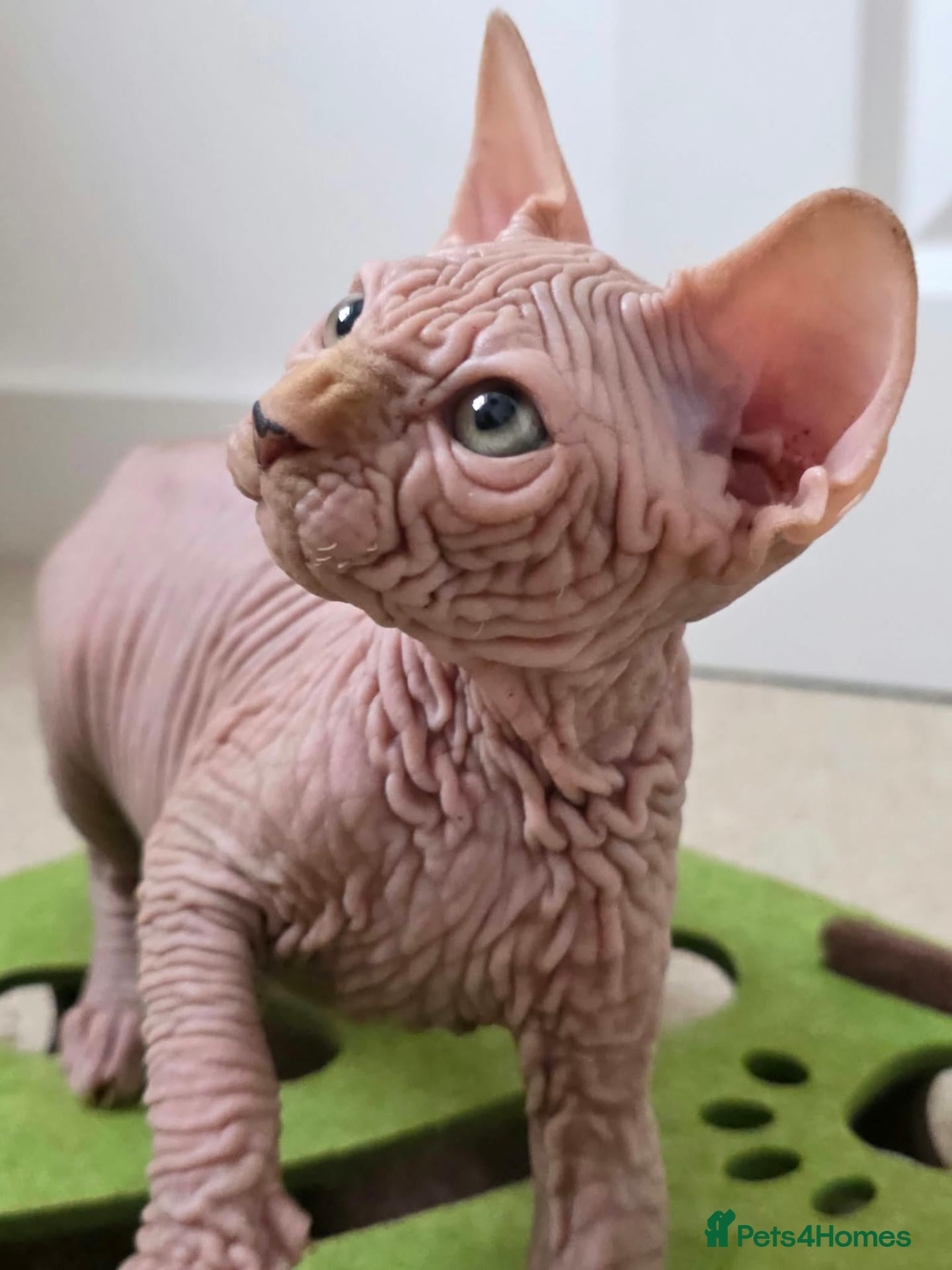 Sphynx cats 😍✨ LAST ONE! Exceptional Wrinkly Sphynx Boy ✨ - Advert 3