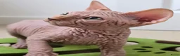 Sphynx cats for sale: 😍✨ LAST ONE! Exceptional Wrinkly Sphynx Boy ✨ in Peterborough - Advert 1