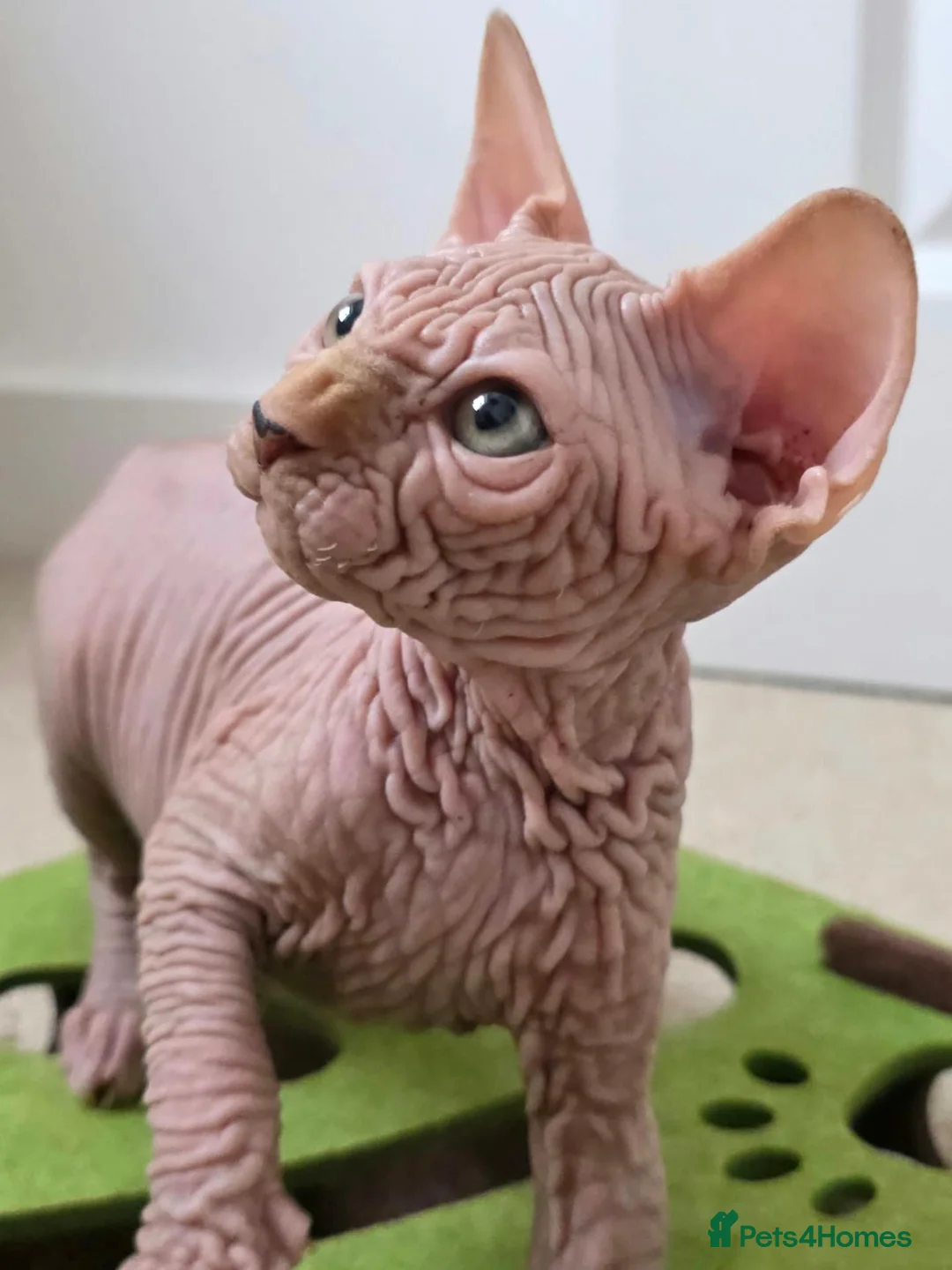 Sphynx cats for sale: 😍✨ LAST ONE! Exceptional Wrinkly Sphynx Boy ✨ in Peterborough - Advert 1