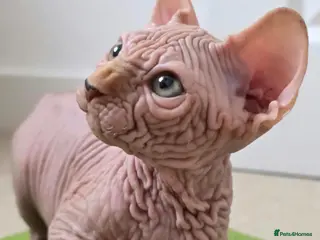 Sphynx cats 😍✨ LAST ONE! Exceptional Wrinkly Sphynx Boy ✨ - Advert 3