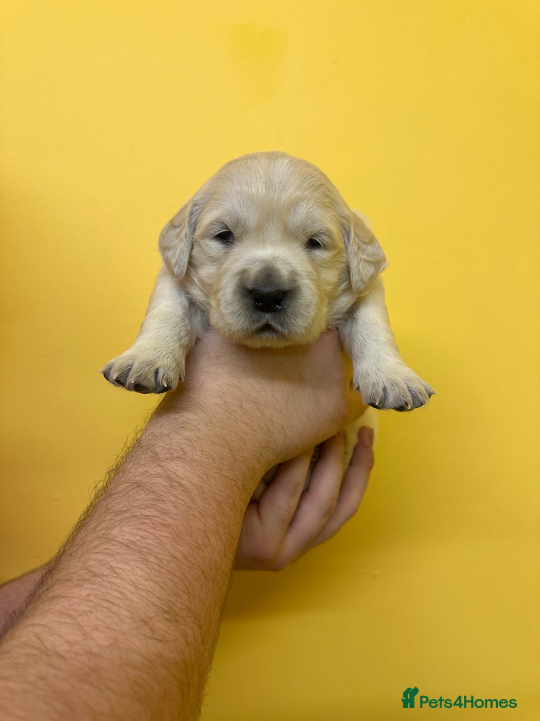 Golden Retriever dogs for sale: Stunning golden retriever puppies for sale  - Advert 5