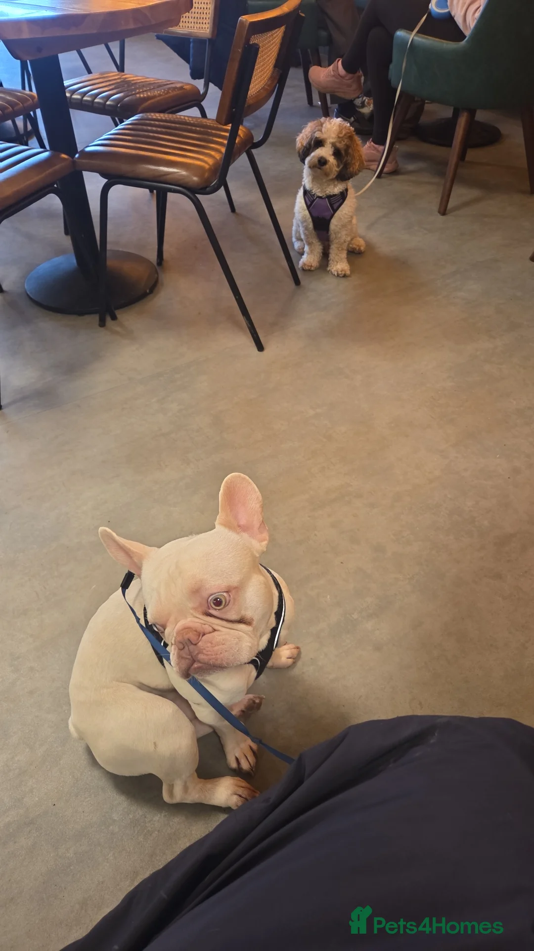 French Bulldog dogs for sale: Luca  in Aylesbury - Advert 3