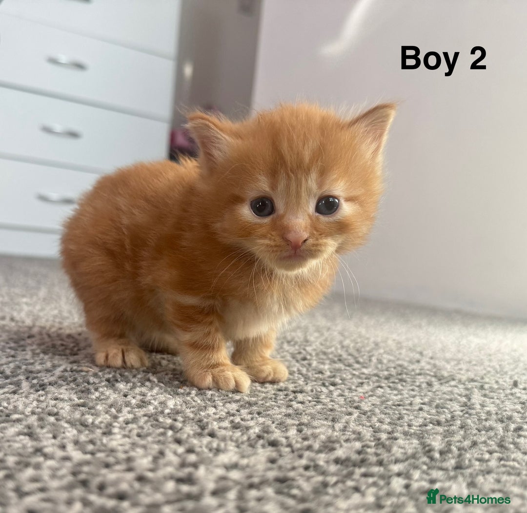 Mixed Breed cats for sale: X2 Beautiful fluffy ginger boys  - Image 2