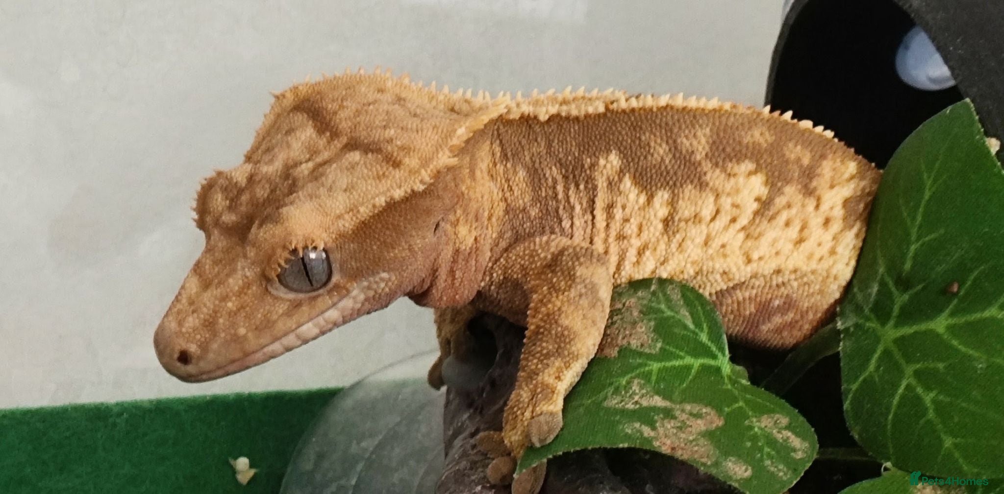 Gecko reptiles Crested gecko  - Advert 2