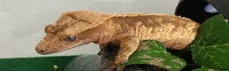 Gecko reptiles for sale: Crested gecko  in London - Advert 1