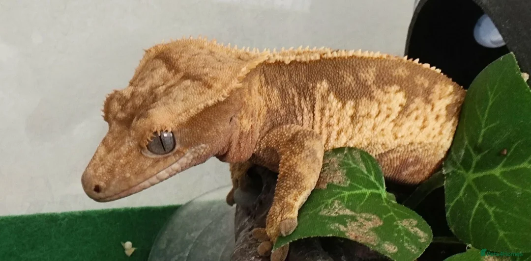 Gecko reptiles for sale: Crested gecko  in London - Advert 1