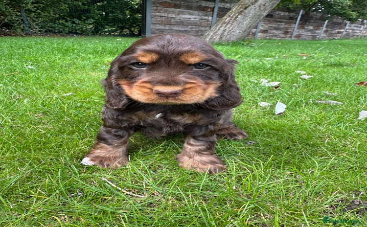 Cocker Spaniel dogs - Advert 1