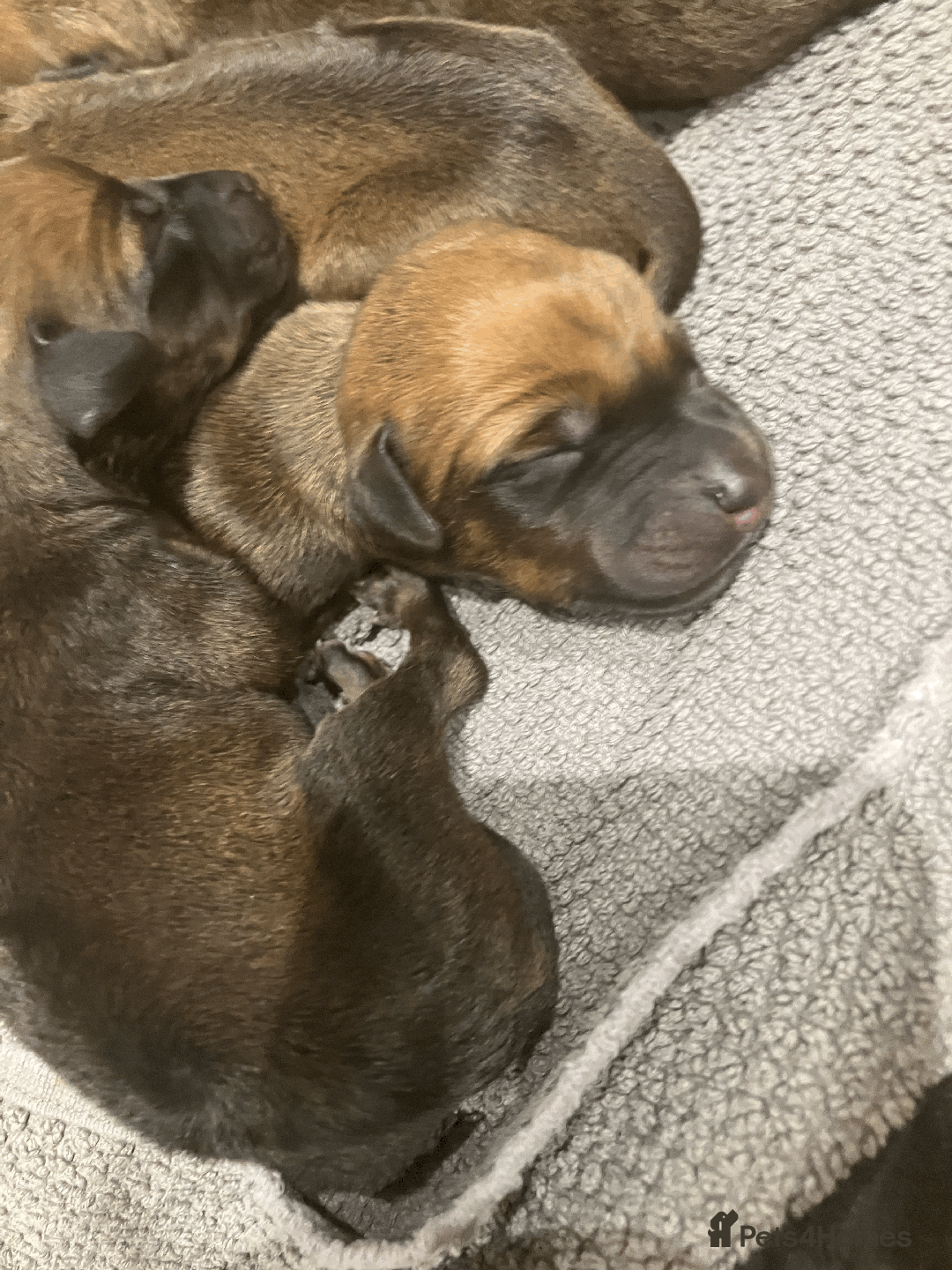 Rhodesian Ridgeback dogs for sale: * CUTENESS ALERT * READY END OF JANUARY - Advert 7