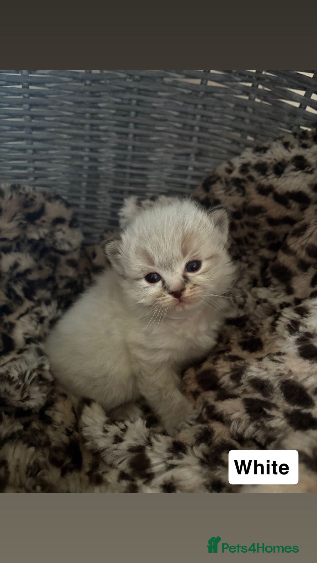 Ragdoll cats for sale: ☁️ 5 beautiful purebred ragdoll kittens☁️ - Advert 2