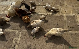 Chickens poultry for sale: Whole Laying Hen Flock for Sale, chicks, hens. - Image 6