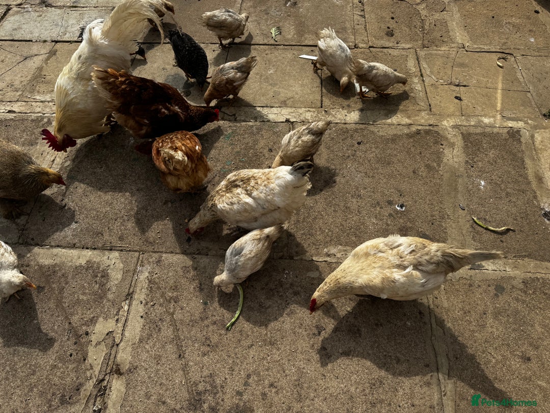 Chickens poultry for sale: Whole Laying Hen Flock for Sale, chicks, hens. - Image 6