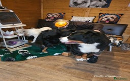 Goldendoodle dogs for stud: FULLY HEALTH TESTED! MOYEN POODLE STUD! in Kettering - Image 37