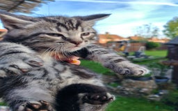 Mixed Breed cats for sale: Cute Bengal mix Kittens looking for loving homes🐱 - Image 33