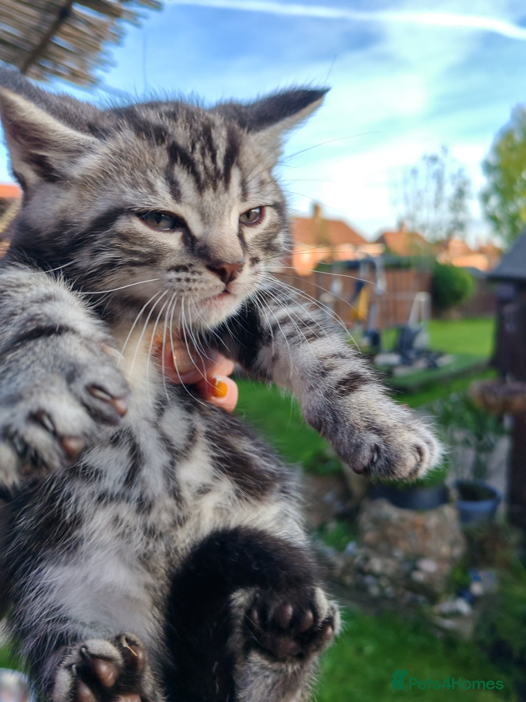 Mixed Breed cats for sale: Cute Bengal mix Kittens looking for loving homes🐱 - Image 33