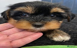 Yorkshire Terrier dogs for sale: Yorkshire terrier pups ready for their new homes.  - Image 5