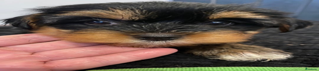 Yorkshire Terrier Puppy 2