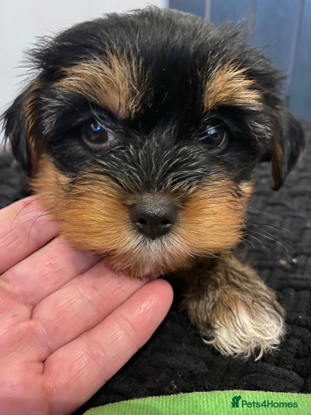 Yorkshire Terrier dogs for sale: Yorkshire terrier pups ready for their new homes.  - Image 5