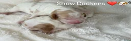 Cocker Spaniel dogs for sale: Show Cocker Spaniels Orange Roan - Advert 1