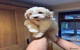 Cavapoochon dogs for sale: 1 cavapoochon puppie looking for forever homes - Image 8