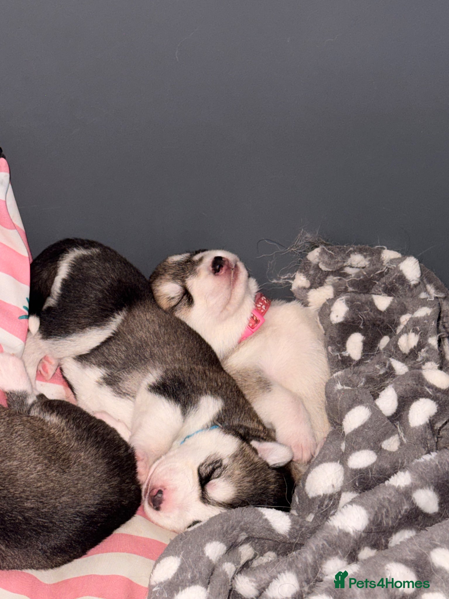 Shepsky dogs for sale: 7 beautiful shepskys in Kirkcaldy - Advert 14