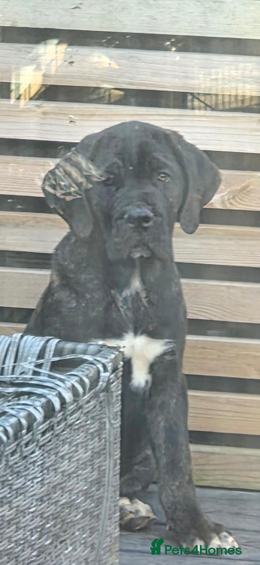 Cane Corso dogs 💜 IMPRESSIVE FULL PEDIGREE CANE CORSO LITTER 💜 - Advert 6