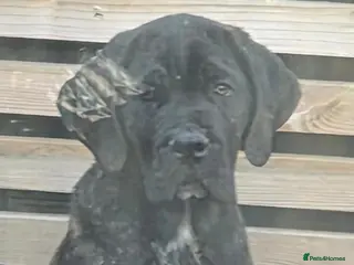 Cane Corso dogs 💜 IMPRESSIVE FULL PEDIGREE CANE CORSO LITTER 💜 - Advert 6