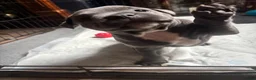Staffordshire Bull Terrier dogs for sale: Staffordshire Bull Terrier pups - Advert 2