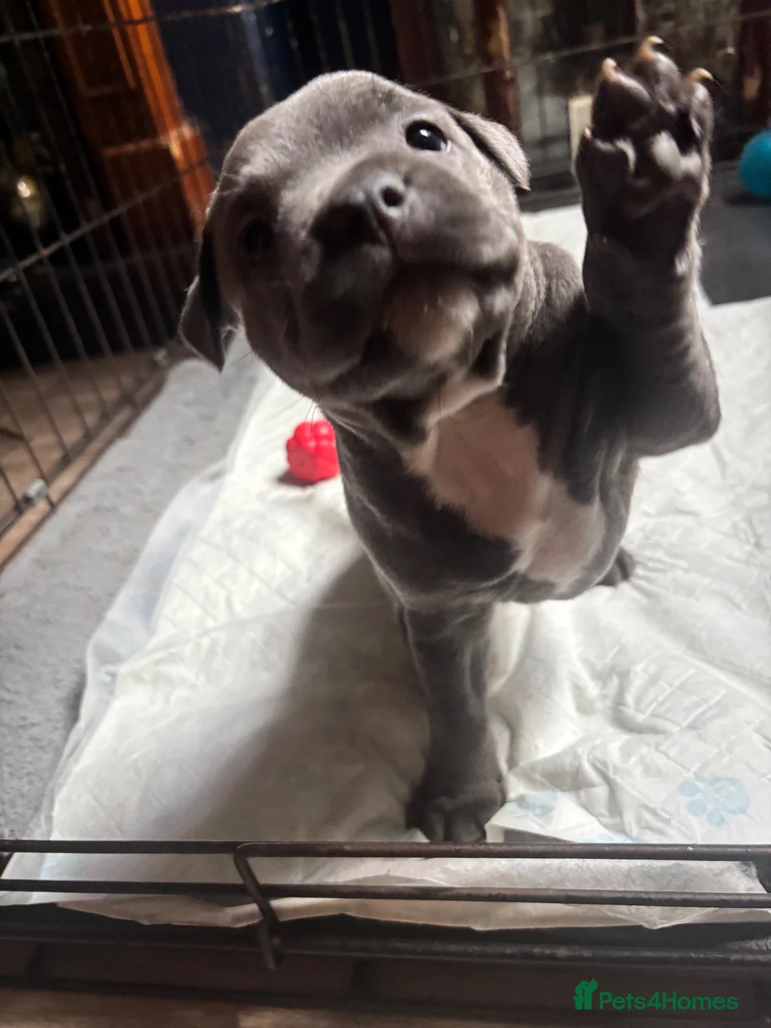 Staffordshire Bull Terrier dogs for sale: Staffordshire Bull Terrier pups - Advert 2