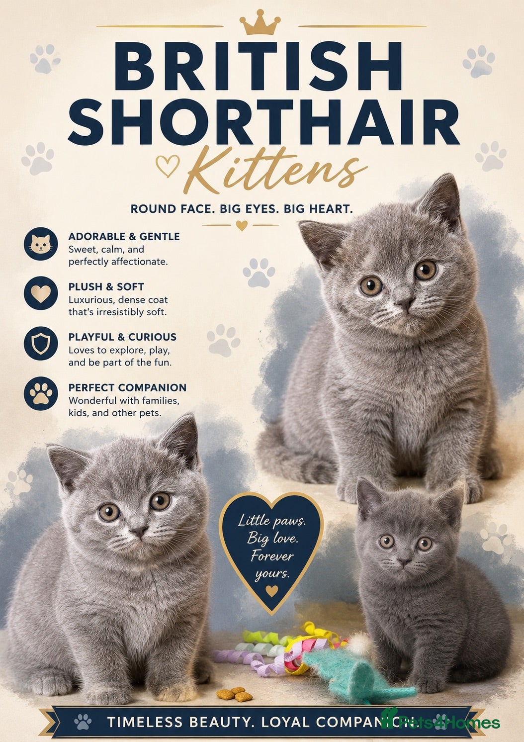 British Shorthair cats Blue BSH kittens - Advert 1