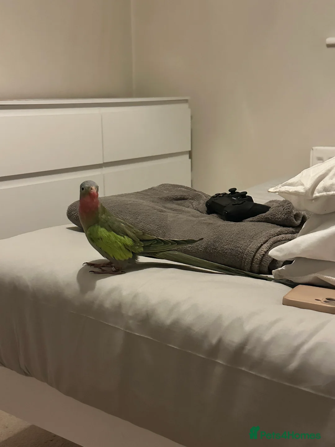 Parakeets birds for sale: Parakeet looking for a loving and patient home! in Bournemouth - Advert 4