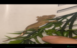 Gecko reptiles for sale: baby crested geckos  - Image 2