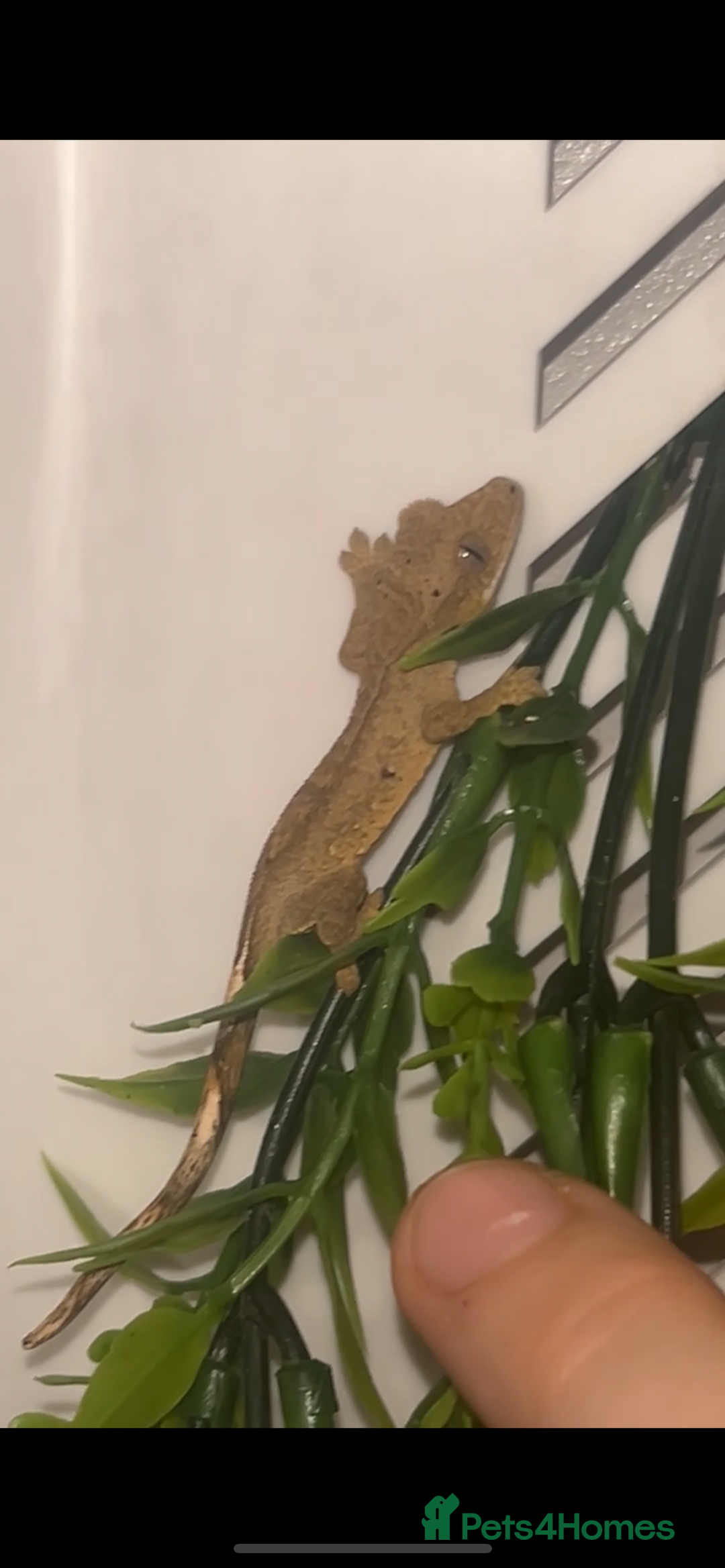 Gecko reptiles for sale: baby crested geckos  - Image 2
