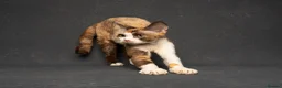 Devon Rex cats for sale: Enchantirex Devon Rex – 2026 Waiting List Now Open - Advert 32